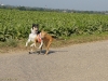 collierennen