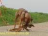 comp_belohnungamobjektderbegierde