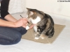 Katzen-Tierarzttraining