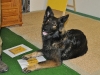 Fun Obedience