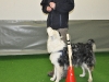 Fun Obedience