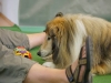 scamp-schaut-hot-dog-an
