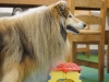 scamp-und-hocker2
