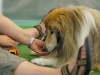 scamp-und-hot-dog-belohnung
