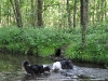 sheila-und-icy-im-wasser