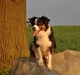 sheila-auf-felsblock-am-baum