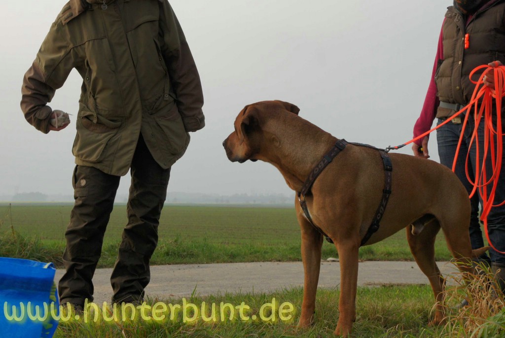 comp_lauern2
